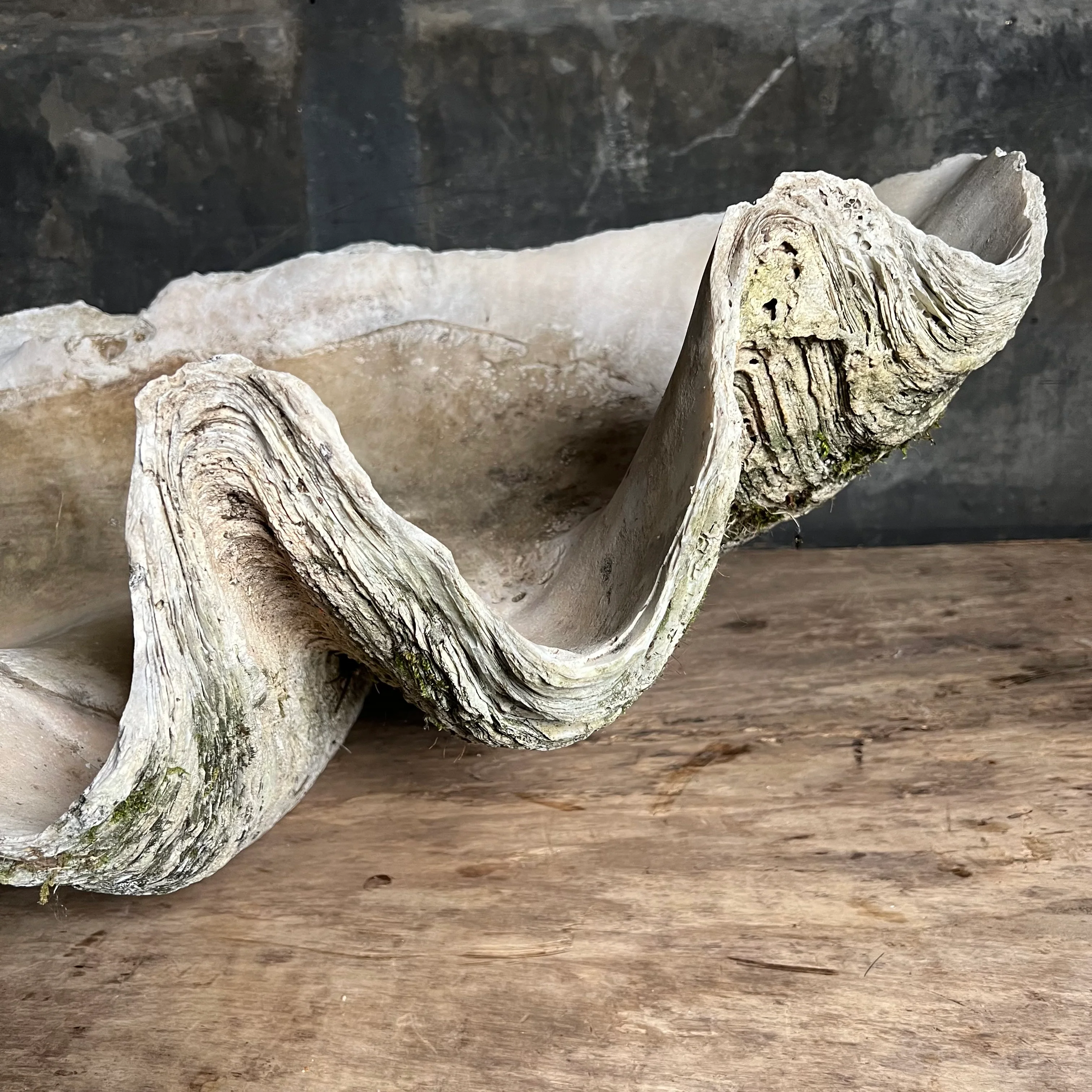 Enormous Antique Giant Clam Shell ‘Tridacna Gigas’ - Image 26