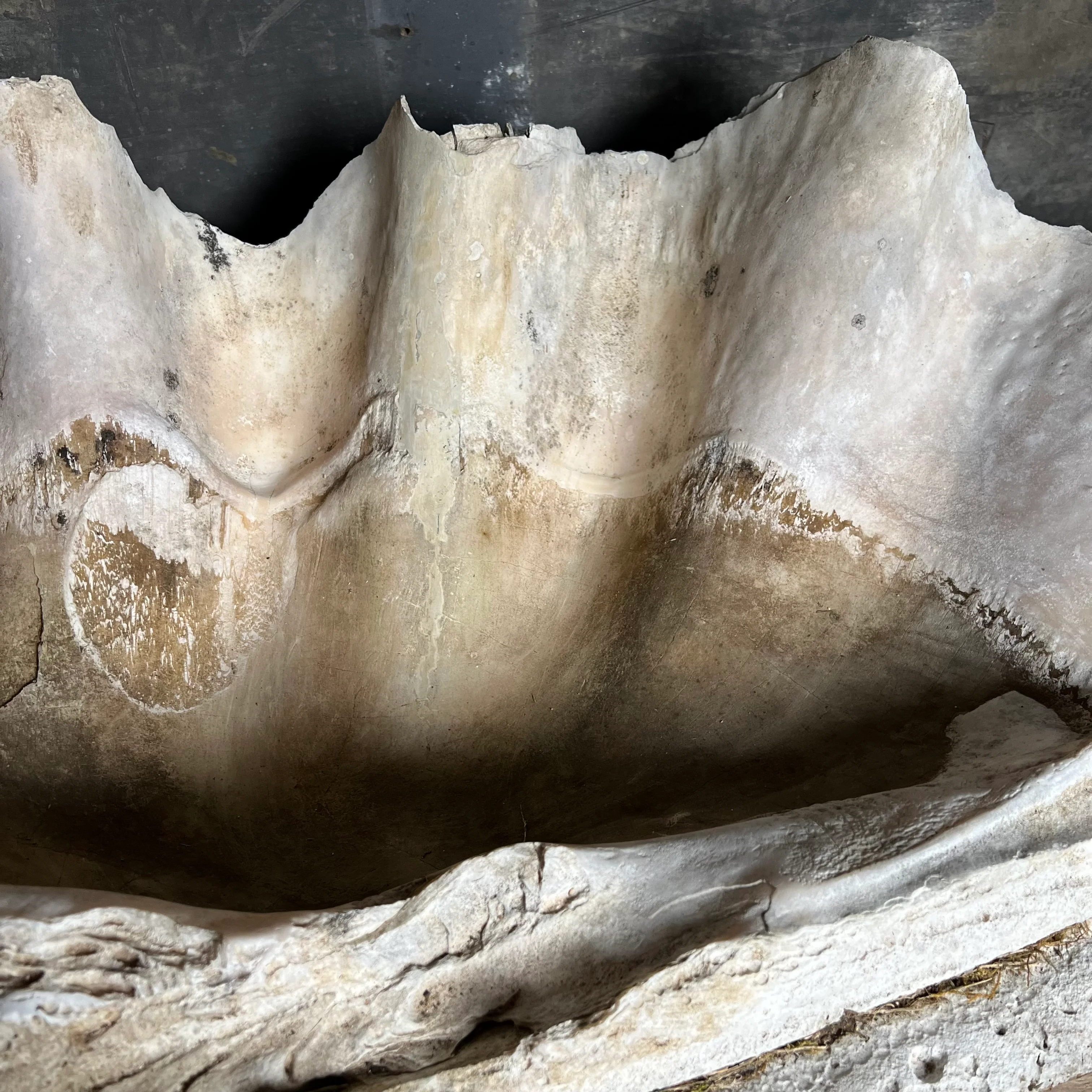 Enormous Antique Giant Clam Shell ‘Tridacna Gigas’ - Image 5