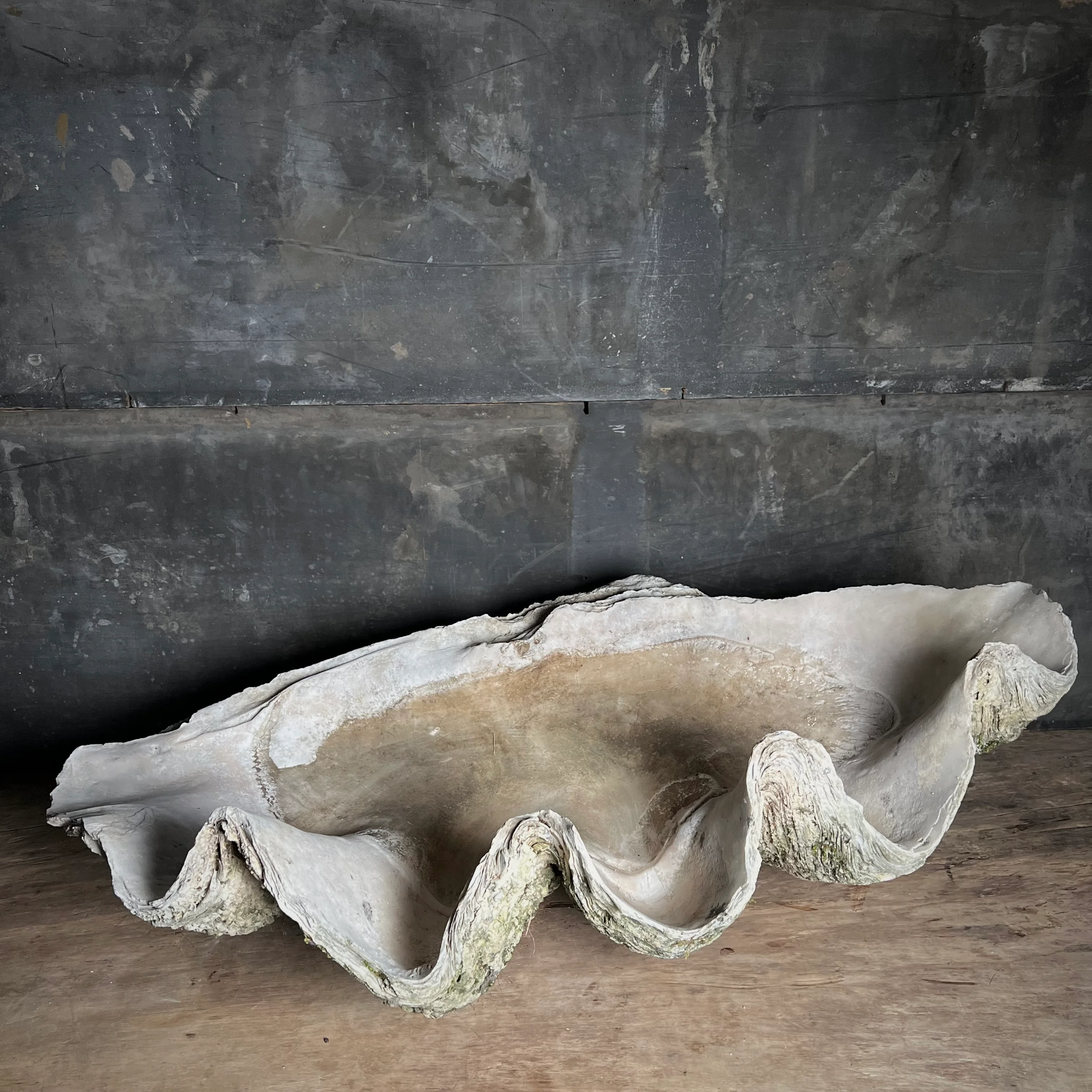 Enormous Antique Giant Clam Shell ‘Tridacna Gigas’ - Image 7