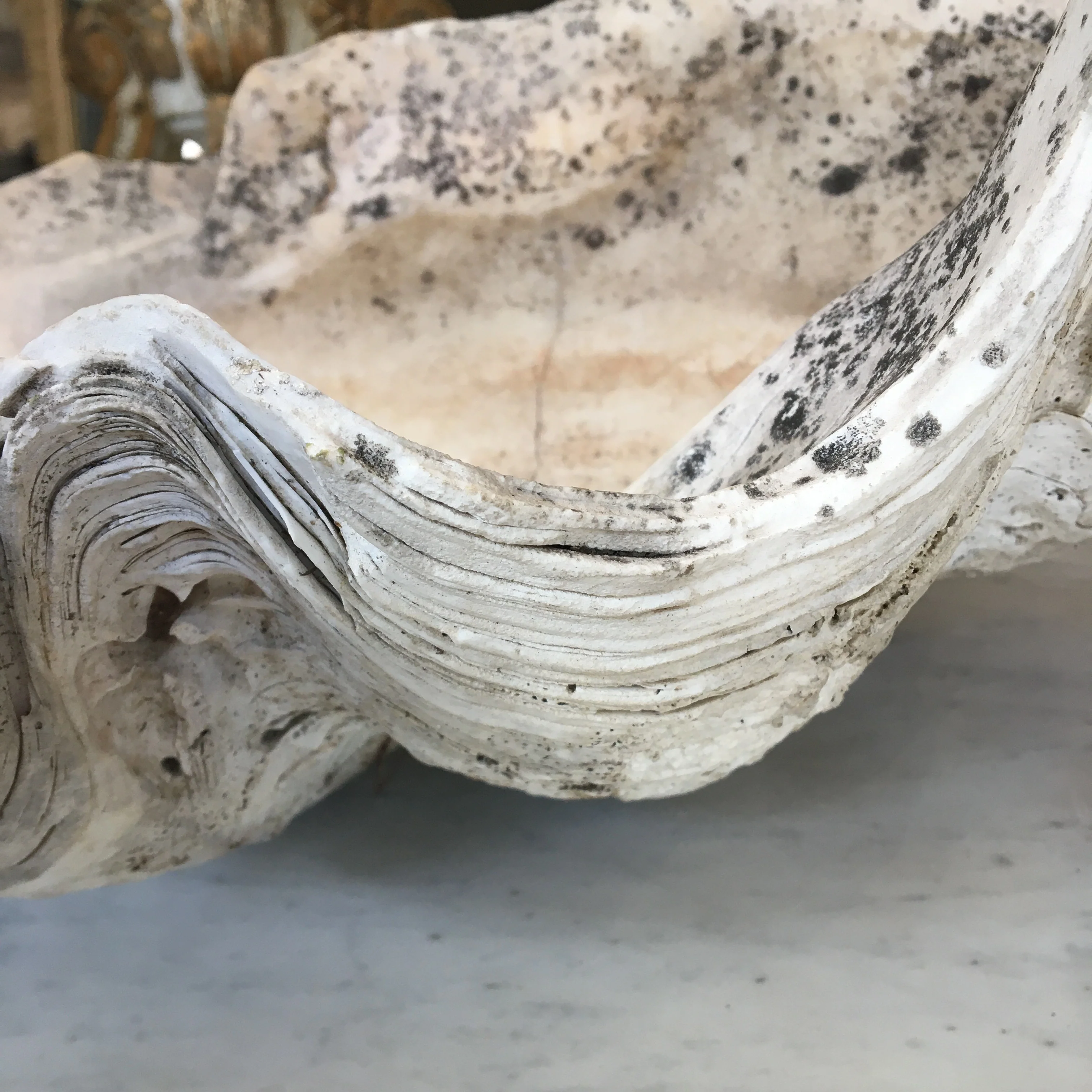 Giant Clam Shell - Image 2