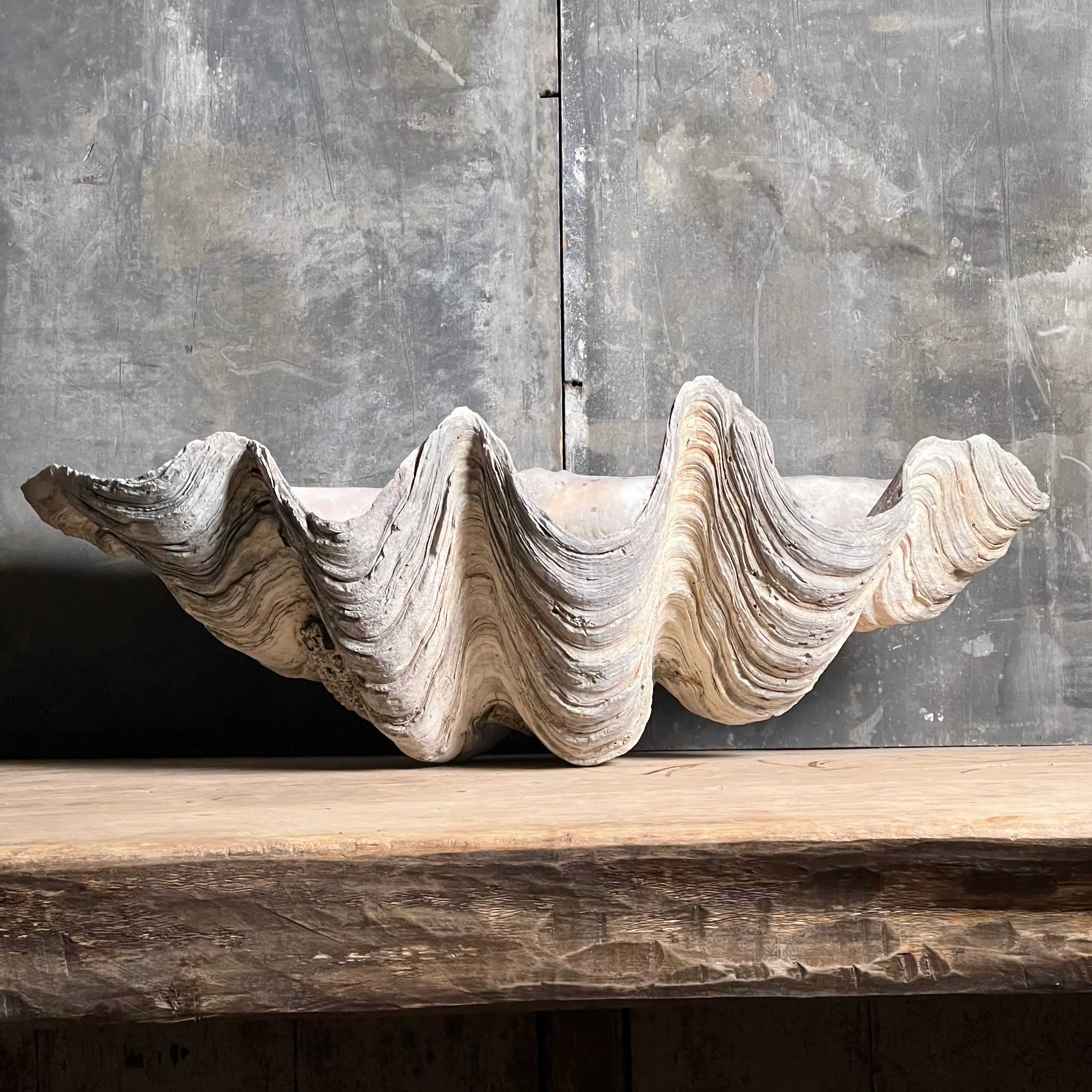 Giant Clam Shell or 'Tridacna Gigas' - Image 3