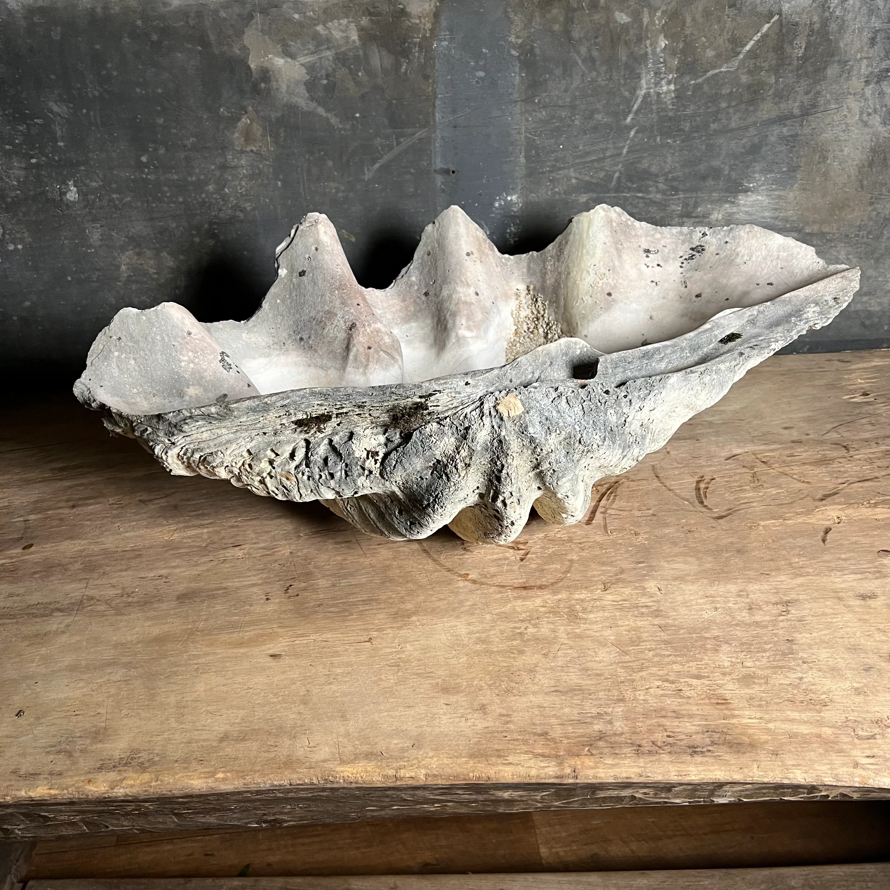 Giant Clam Shell or 'Tridacna Gigas' - Image 6