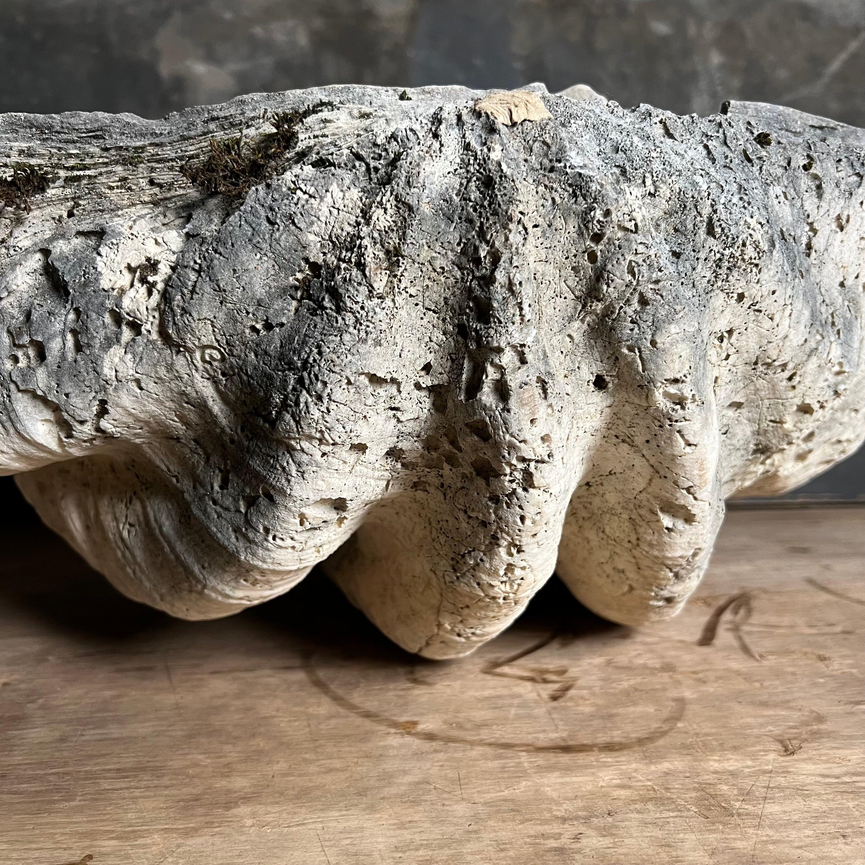 Giant Clam Shell or 'Tridacna Gigas' - Image 8
