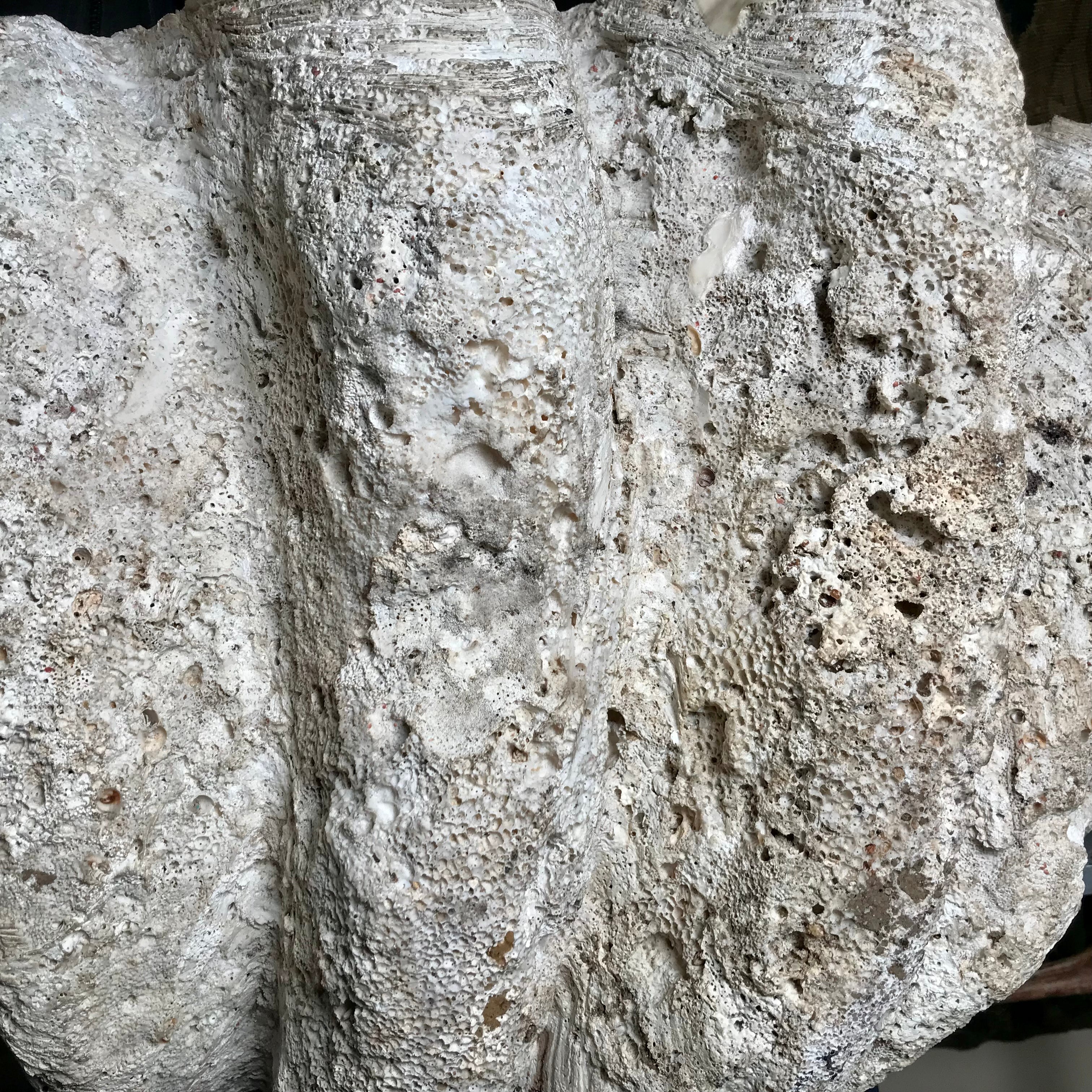 Monolithic Antique Giant Clam Shell 'Tridacna Gigas' - Image 16