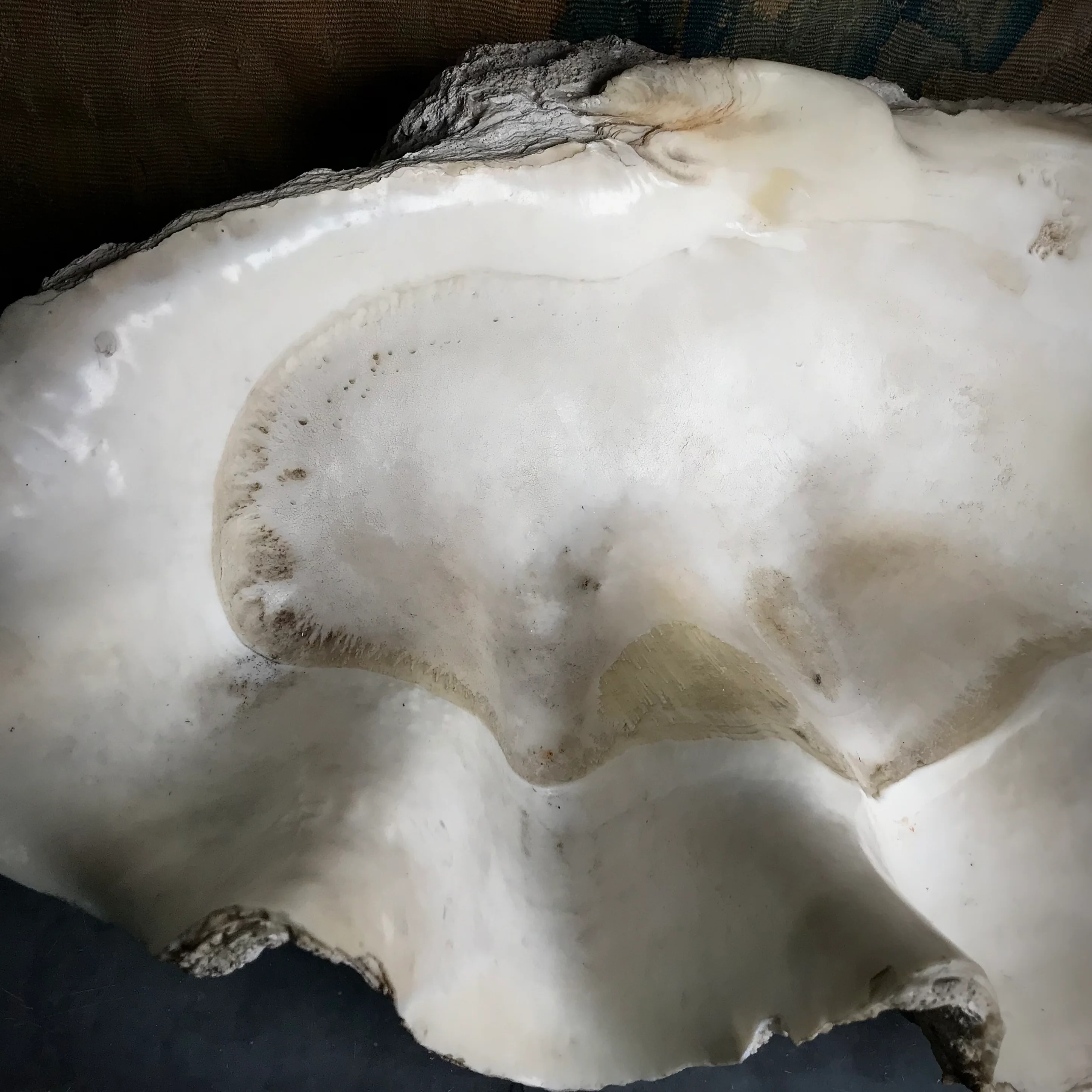 Monolithic Antique Giant Clam Shell 'Tridacna Gigas' - Image 4