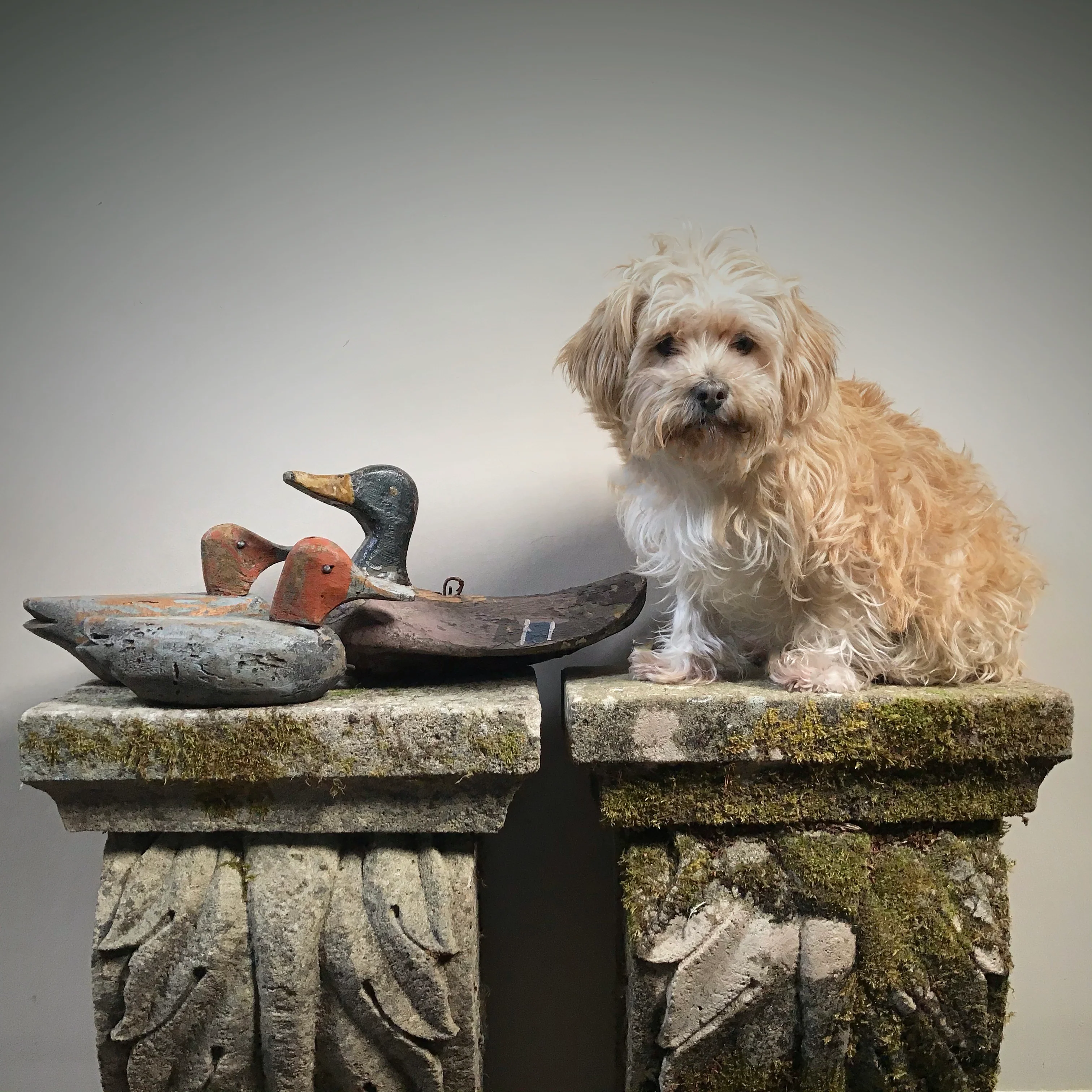 Pair of American Decoy Ducks - Image 9