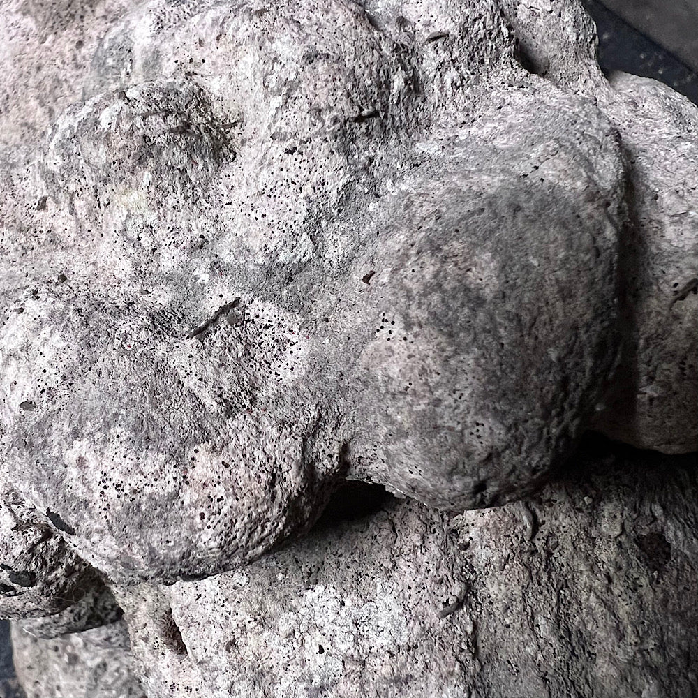 Pair of Medieval Recumbent Lions - Image 17