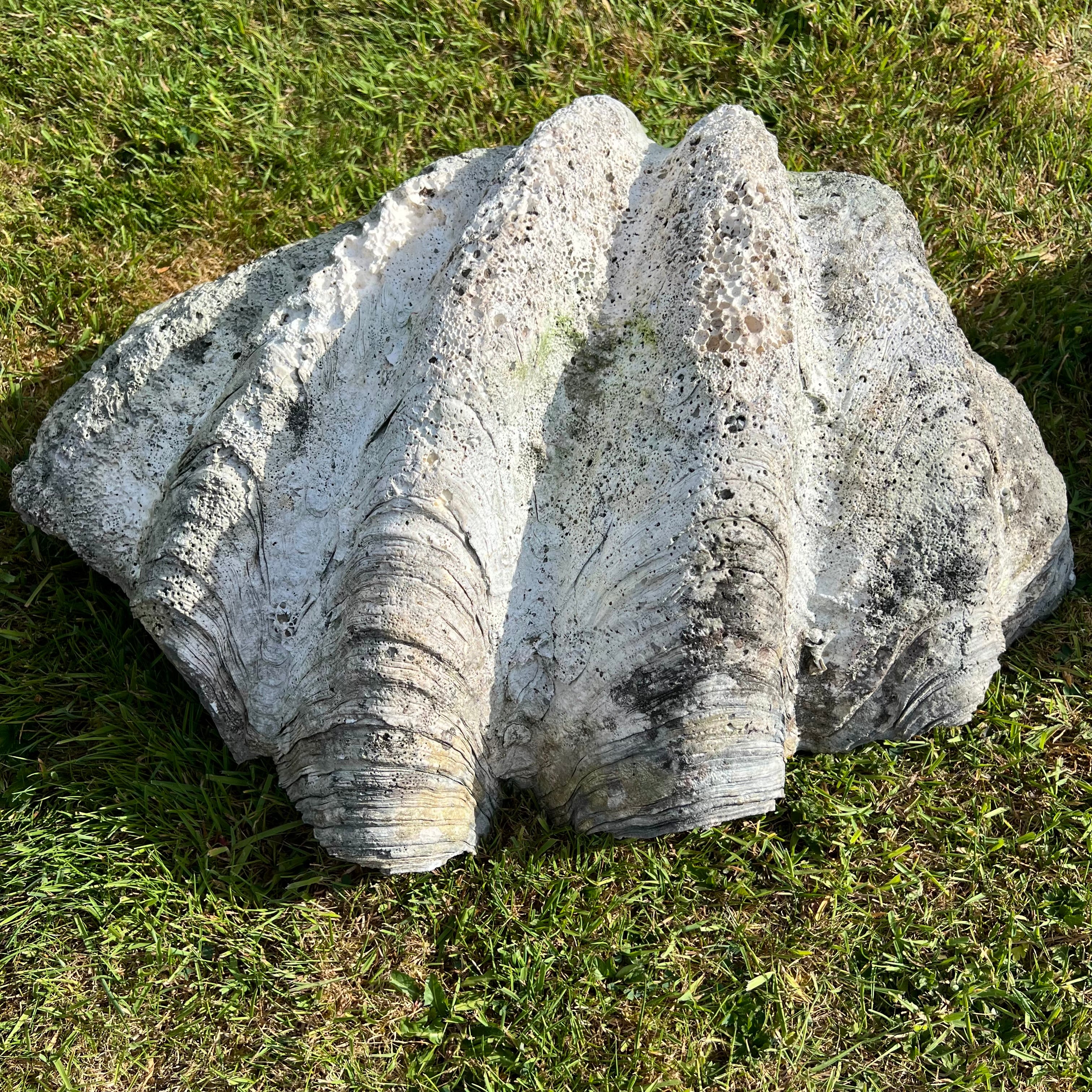 Pair of ‘Tridacna gigas’ Giant Clam Shells c.1900 - Image 5