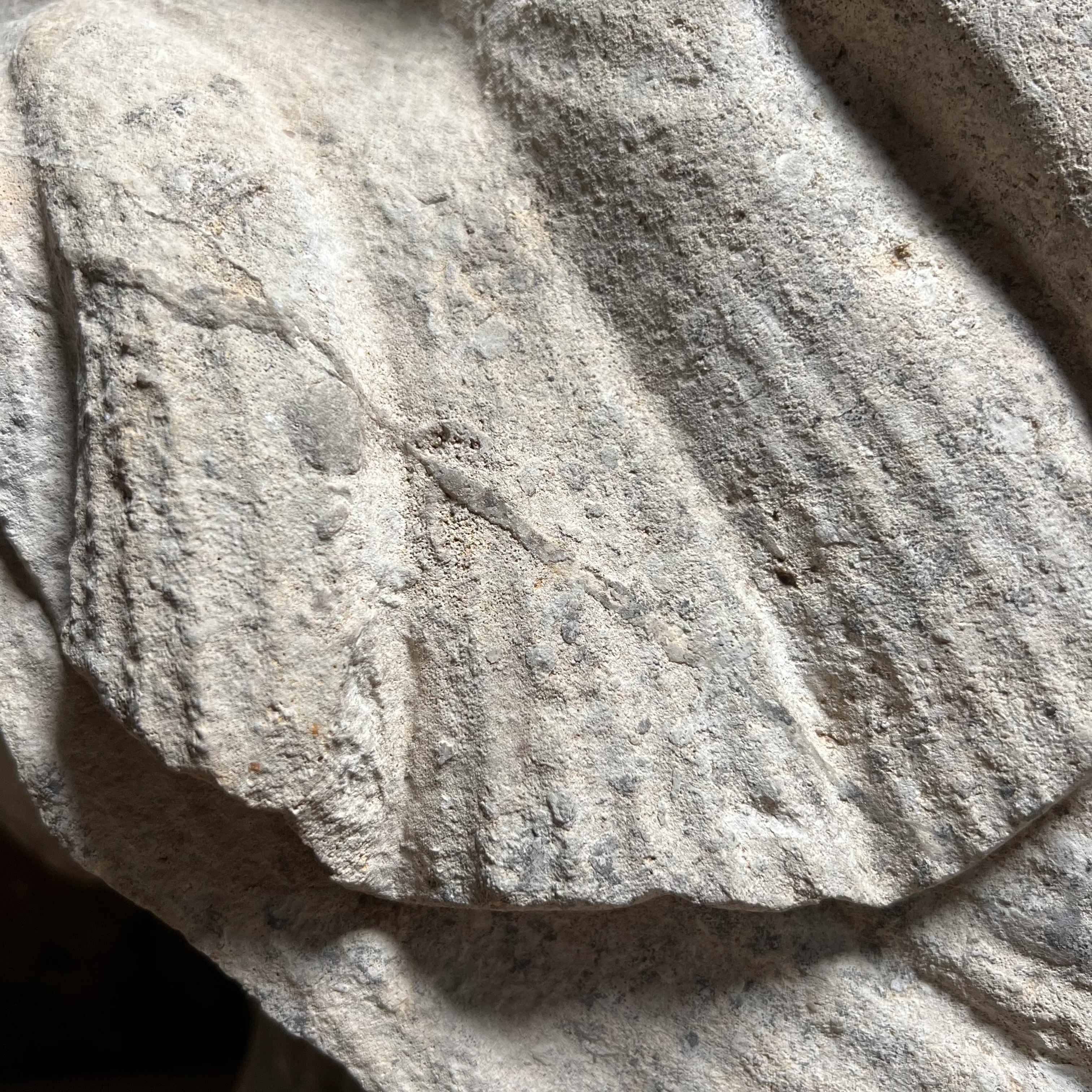 Parisian Louis XV Limestone Carp Fountain Head or Mascaron c.1740 - Image 13