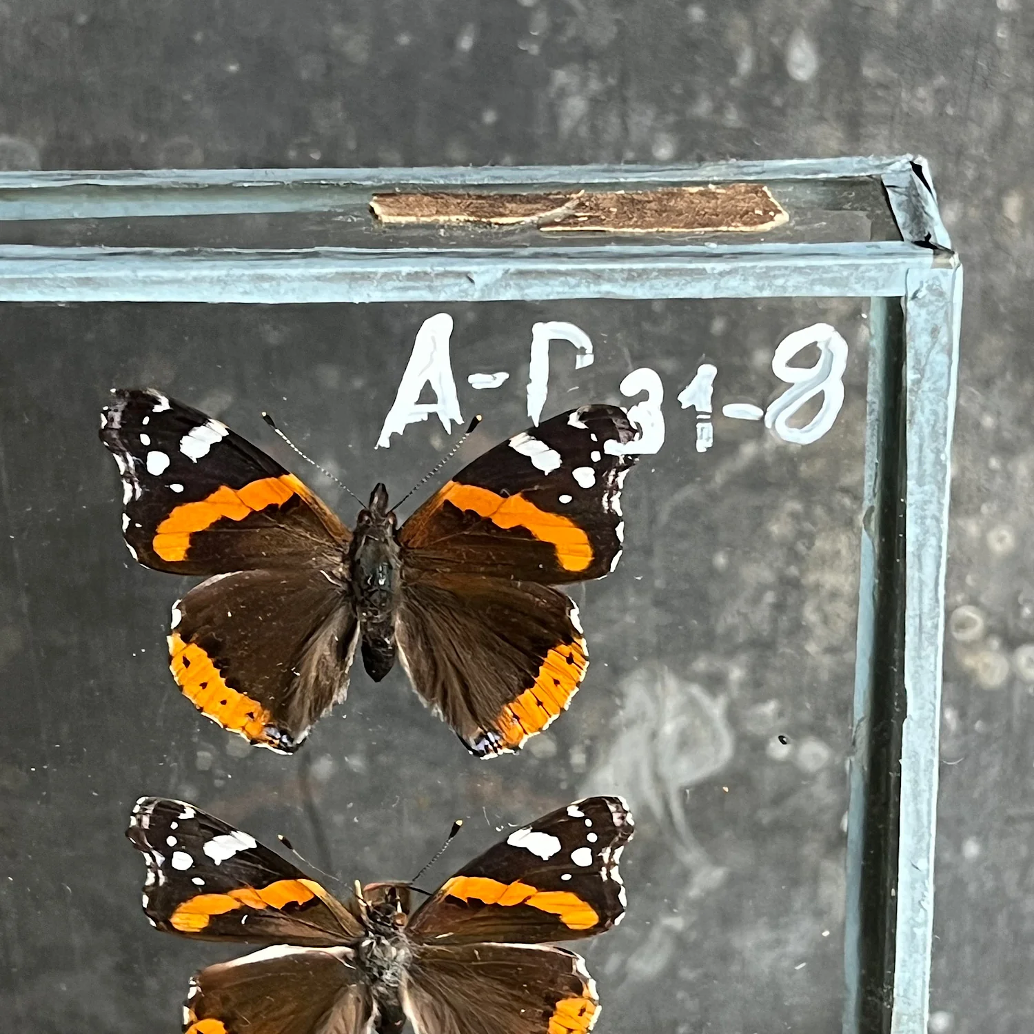 Vintage Butterfly Case I - Formerly Museum Collection Mid 20th Century - Image 5