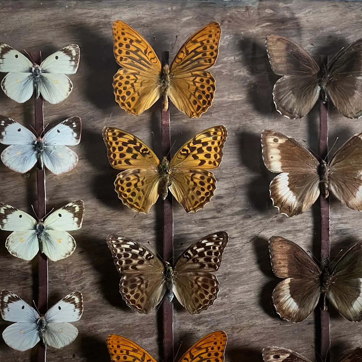 Vintage Butterfly Case II - Formerly Museum Collection Mid 20th Century - Image 8