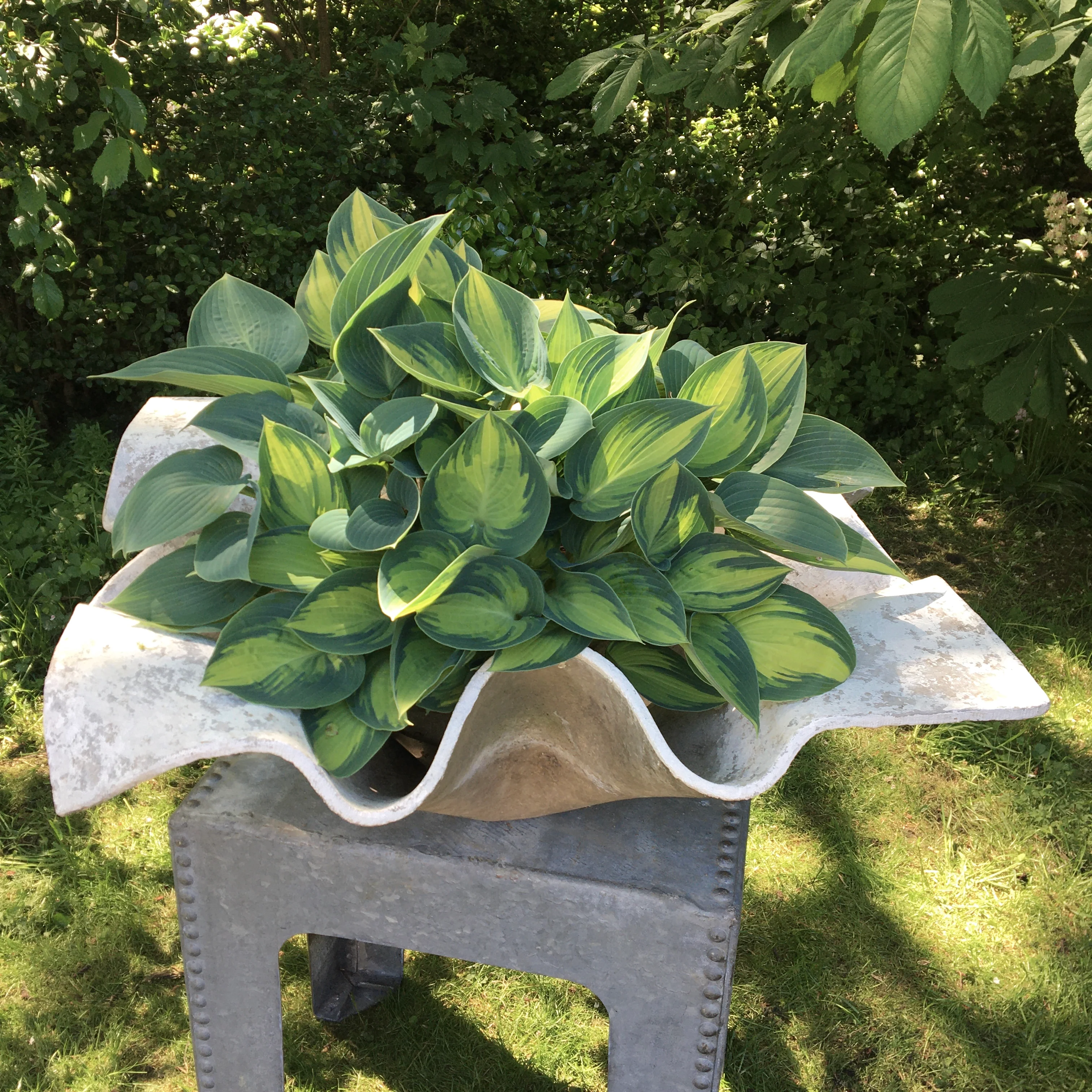 Willy Guhl Extra Large Handkerchief Planter Eternit 1960 - Image 4
