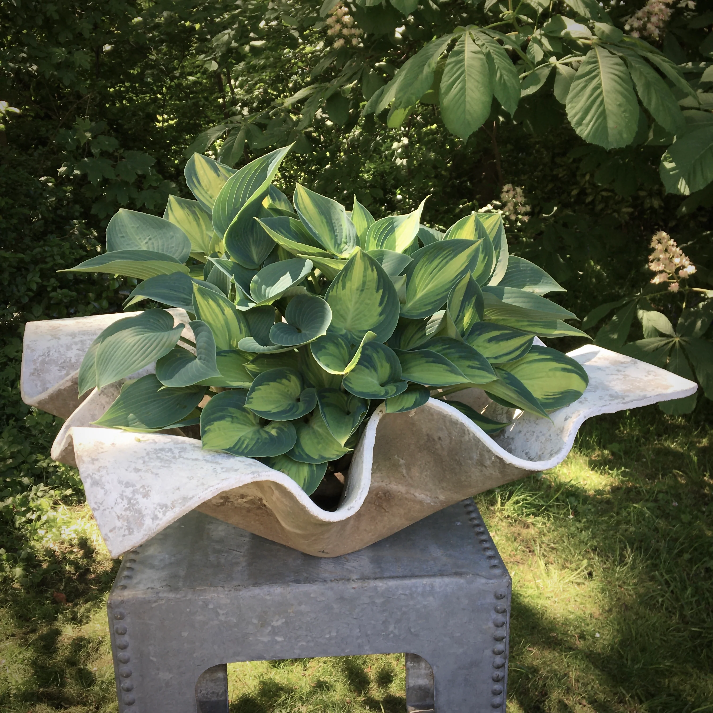 Willy Guhl Extra Large Handkerchief Planter Eternit 1960 - Image 8